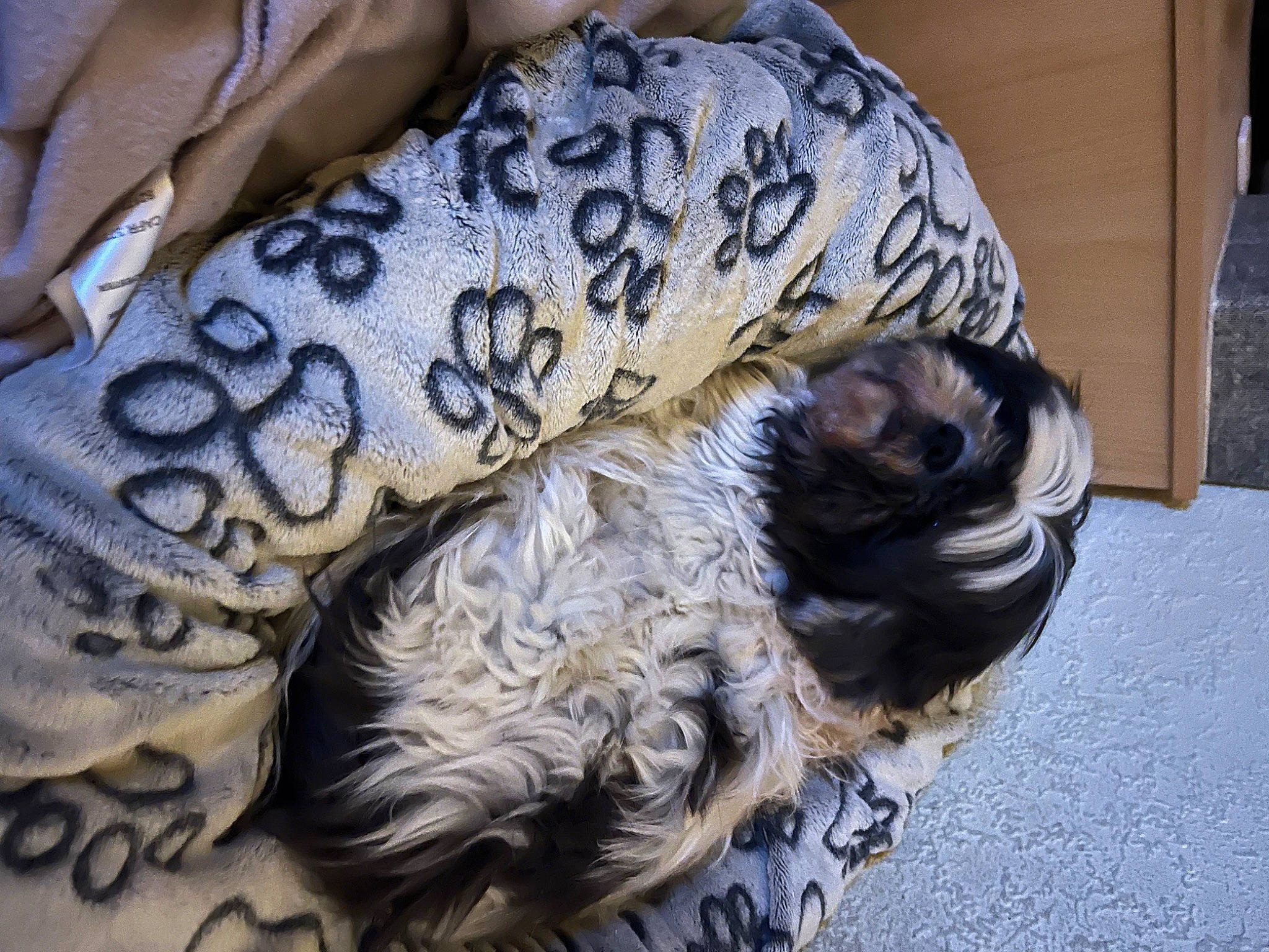 Skippy a rejoint le concours — aidez-le/la à gagner de superbes lots ! canidae, carnivore, comfort, companion_dog, dog, dog_breed, dog_clothes, dog_supply, fawn, felidae, fur, linens, nap, pattern, schnauzer, snout, sporting_group, terrier, toy_dog, working_animal