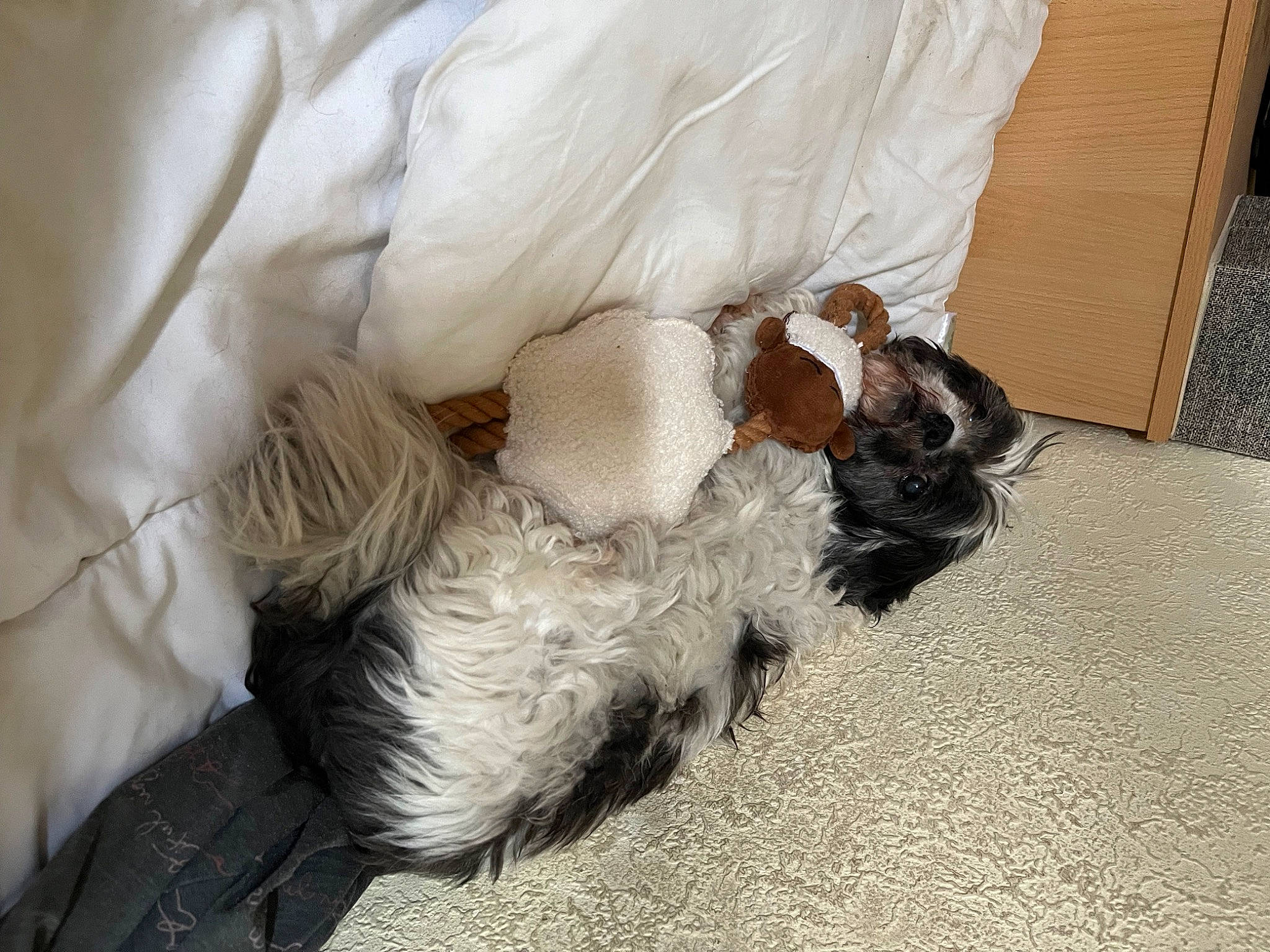 Skippy participe au concours pour gagner de l'argent avec cette photo : canidae, carnivore, claw, comfort, companion_dog, dog, dog_breed, fawn, felidae, flooring, fur, nap, paw, small_to_medium_sized_cats, snout, sporting_group, tail, terrier, toy_dog, whiskers