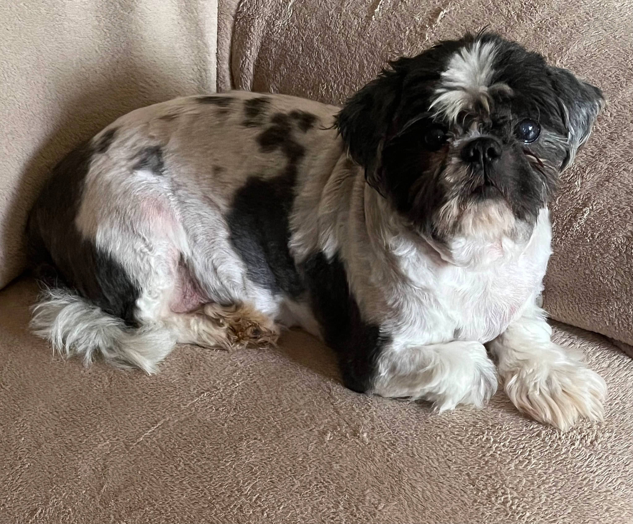 Skippy participe au concours pour gagner de l'argent avec cette photo : bored, canidae, carnivore, companion_dog, dog, dog_breed, fawn, fur, liver, mal_shi, shih_poo, shih_tzu, small_terrier, snout, sporting_group, terrestrial_animal, terrier, toy_dog, water_dog, working_animal