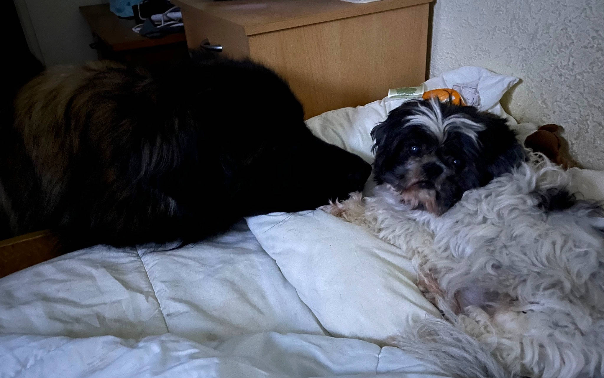 Skippy a rejoint le concours — aidez-le/la à gagner de superbes lots ! canidae, carnivore, comfort, companion_dog, dog, dog_breed, dog_supply, duvet, fur, linens, liver, mal_shi, small_terrier, snout, sporting_group, terrier, toy_dog, water_dog, working_animal, yorkipoo