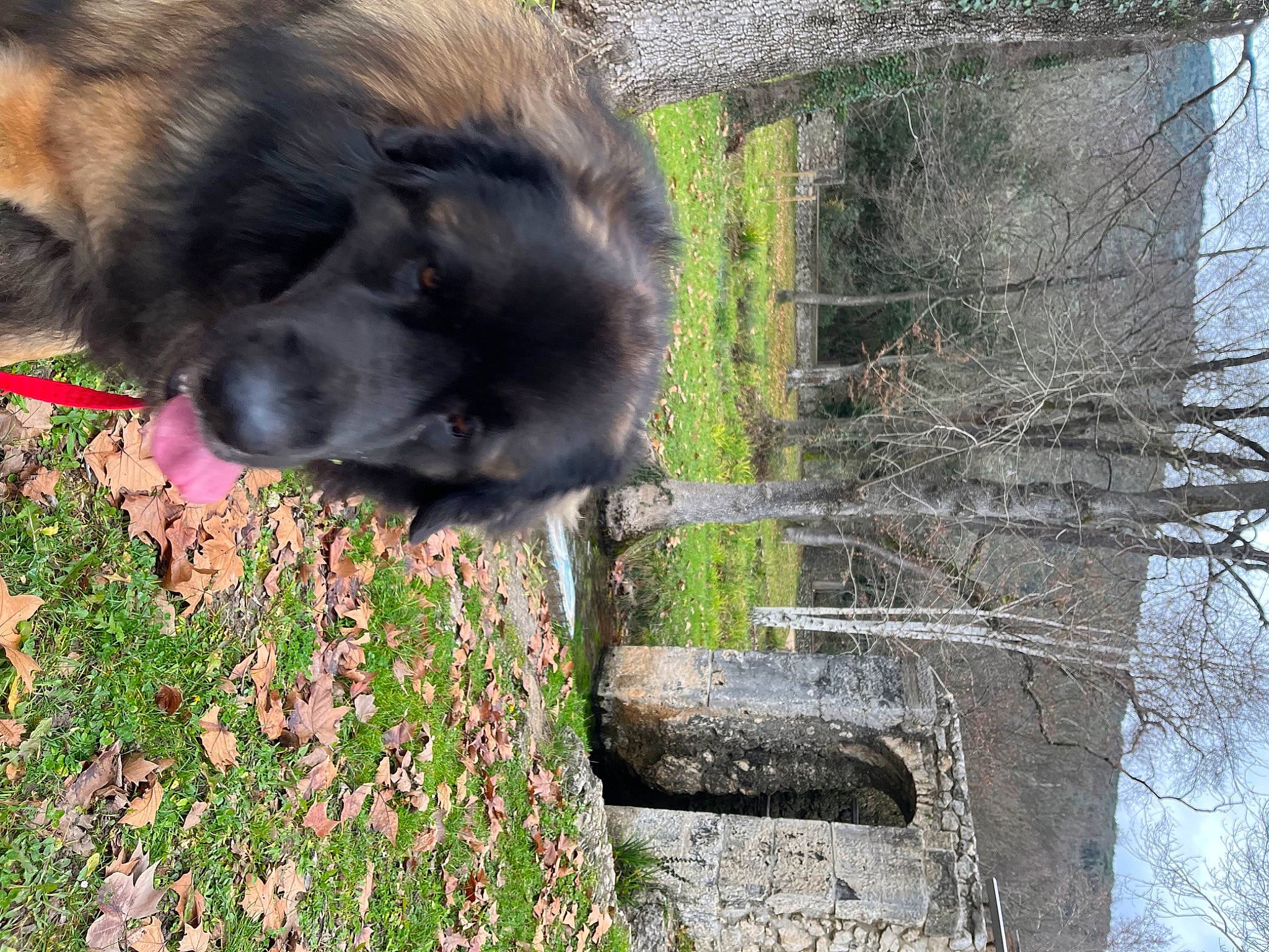 Rhoméo a rejoint le concours — aidez-le/la à gagner de superbes lots ! canidae, carnivore, companion_dog, dog, dog_breed, estrela_mountain_dog, fawn, fur, grass, groundcover, liver, plant, sporting_group, terrestrial_animal, tree, trunk, twig, whiskers, wood, working_animal