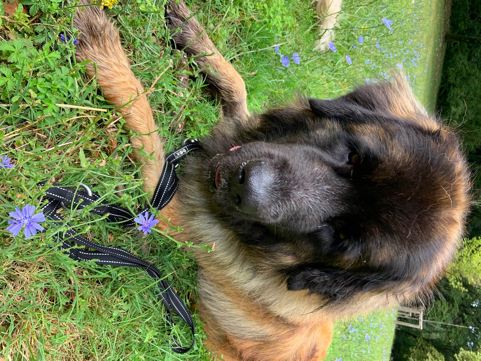 Rhoméo a rejoint le concours — aidez-le/la à gagner de superbes lots ! canidae, carnivore, collar, companion_dog, dog, dog_breed, fawn, flower, fur, german_shepherd_dog, grass, herbaceous_plant, king_shepherd, old_german_shepherd_dog, plant, snout, sporting_group, terrestrial_animal, wildlife, working_animal