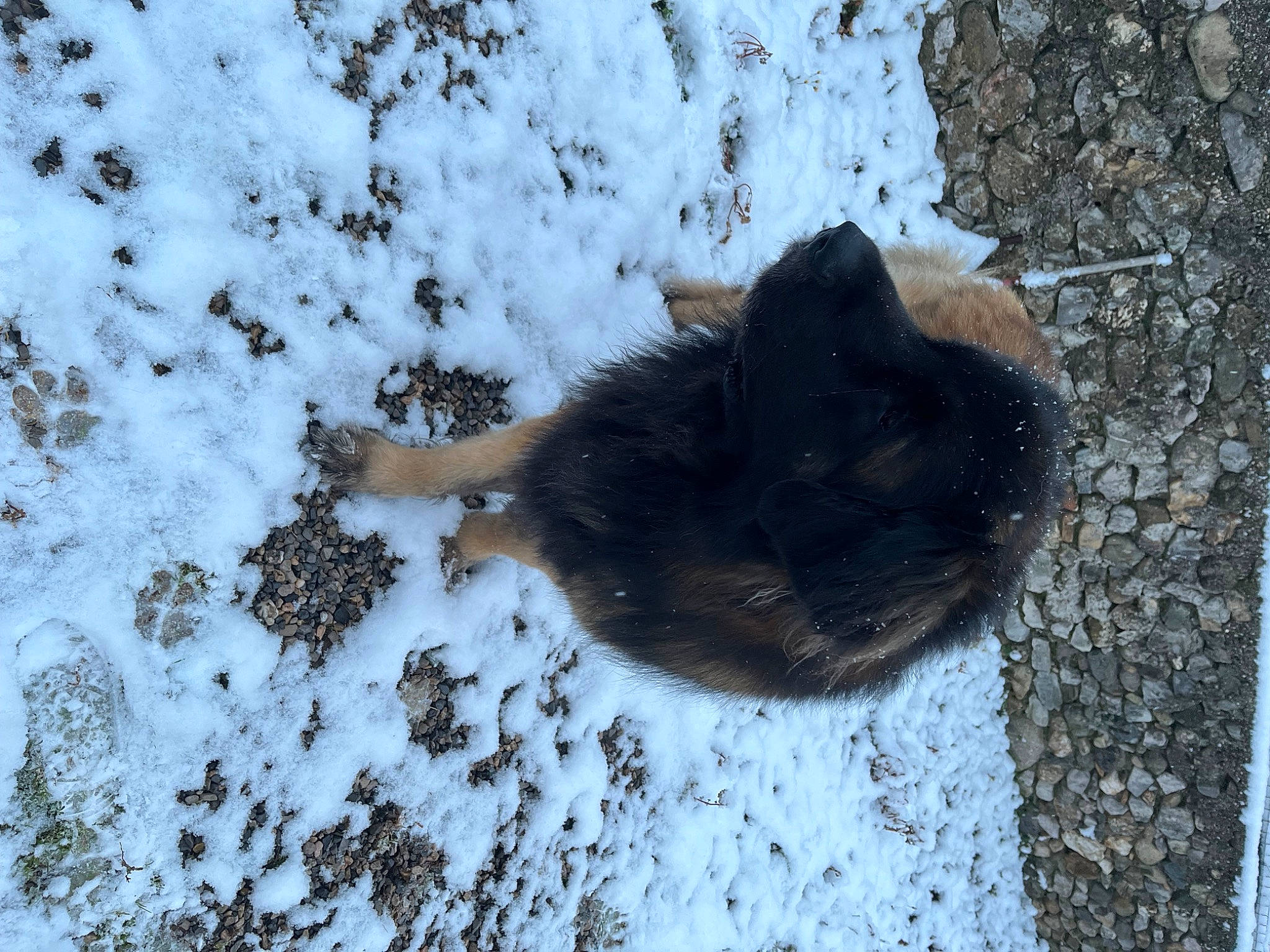 Rhoméo participe au concours pour gagner de l'argent avec cette photo : canidae, carnivore, cat, dog_breed, felidae, freezing, fur, grass, mammal, small_to_medium_sized_cats, snout, snow, sporting_group, tail, terrestrial_animal, twig, vertebrate, whiskers, winter, wood