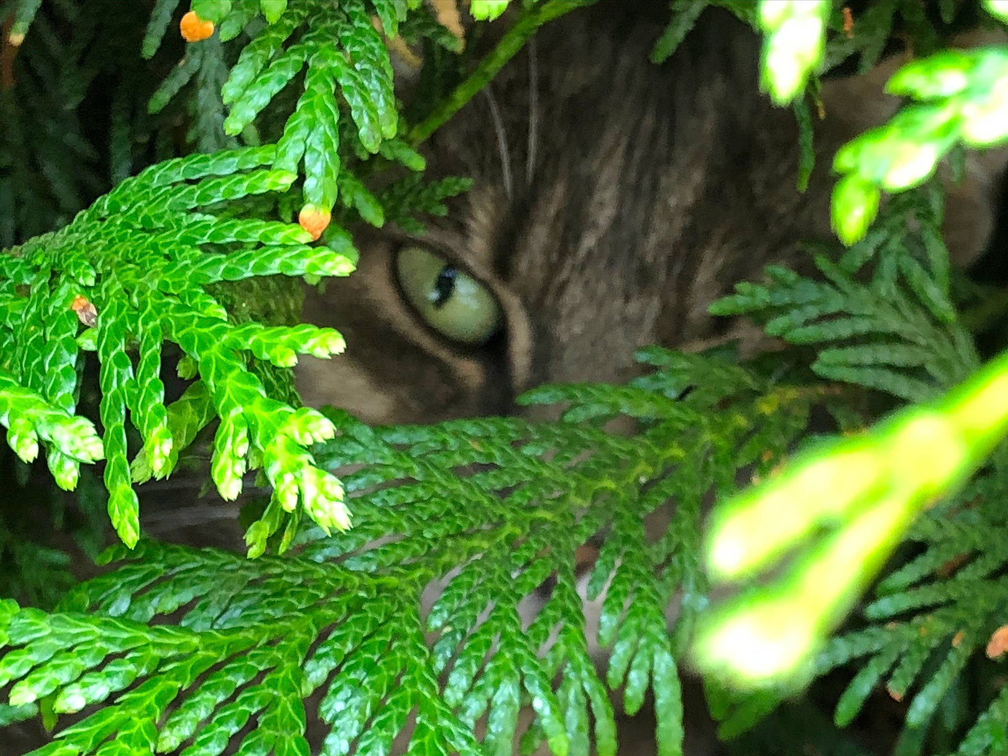 Prunelle a rejoint le concours — aidez-le/la à gagner de superbes lots ! biome, botany, branch, cat, evergreen, forest, grass, groundcover, leaf, natural_environment, organism, plant, terrestrial_plant, tree, trunk, twig, vegetation, whiskers, wood, woody_plant