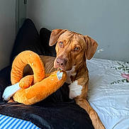 Dior Kai joined the competition — help win amazing prizes! dog, brown_dog, plush_toy, pretzel_toy, bed, bedding, pillow, curious, pet, indoor, resting, animal, canine, cozy, fur, white_paw, looking_at_camera, soft_light, wall, comfort