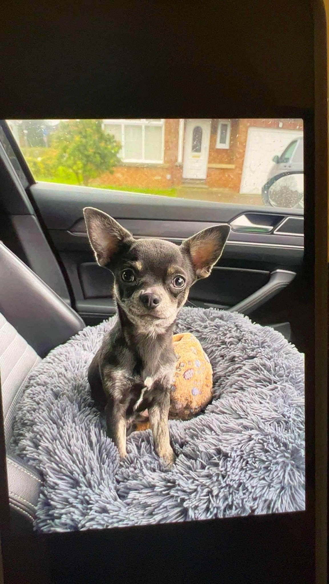 Rocco is registered to the contest to win money with this photo: automotive_mirror, canidae, carnivore, chihuahua, comfort, companion_dog, dog, dog_breed, ear, fawn, fur, rectangle, russkiy_toy, snout, sporting_group, toy_dog, vehicle_door, whiskers, window, working_animal