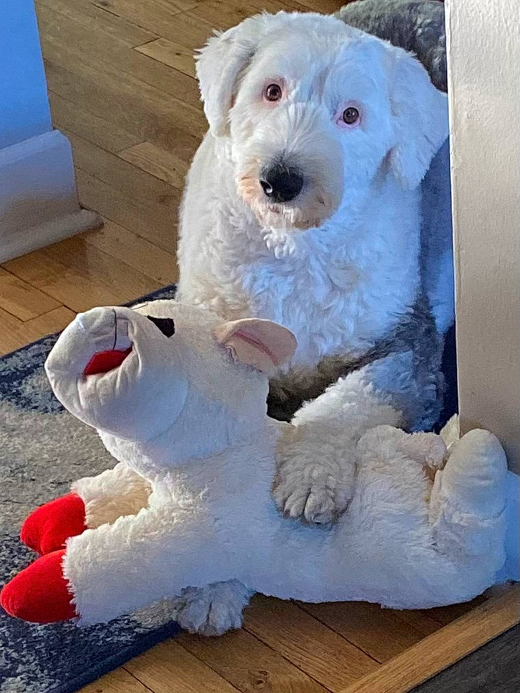 Tebow joined the competition — help win amazing prizes! art, carnivore, companion_dog, composite_material, creative_arts, dog, dog_breed, fur, natural_material, snout, terrestrial_animal, toy, white, winter, working_animal