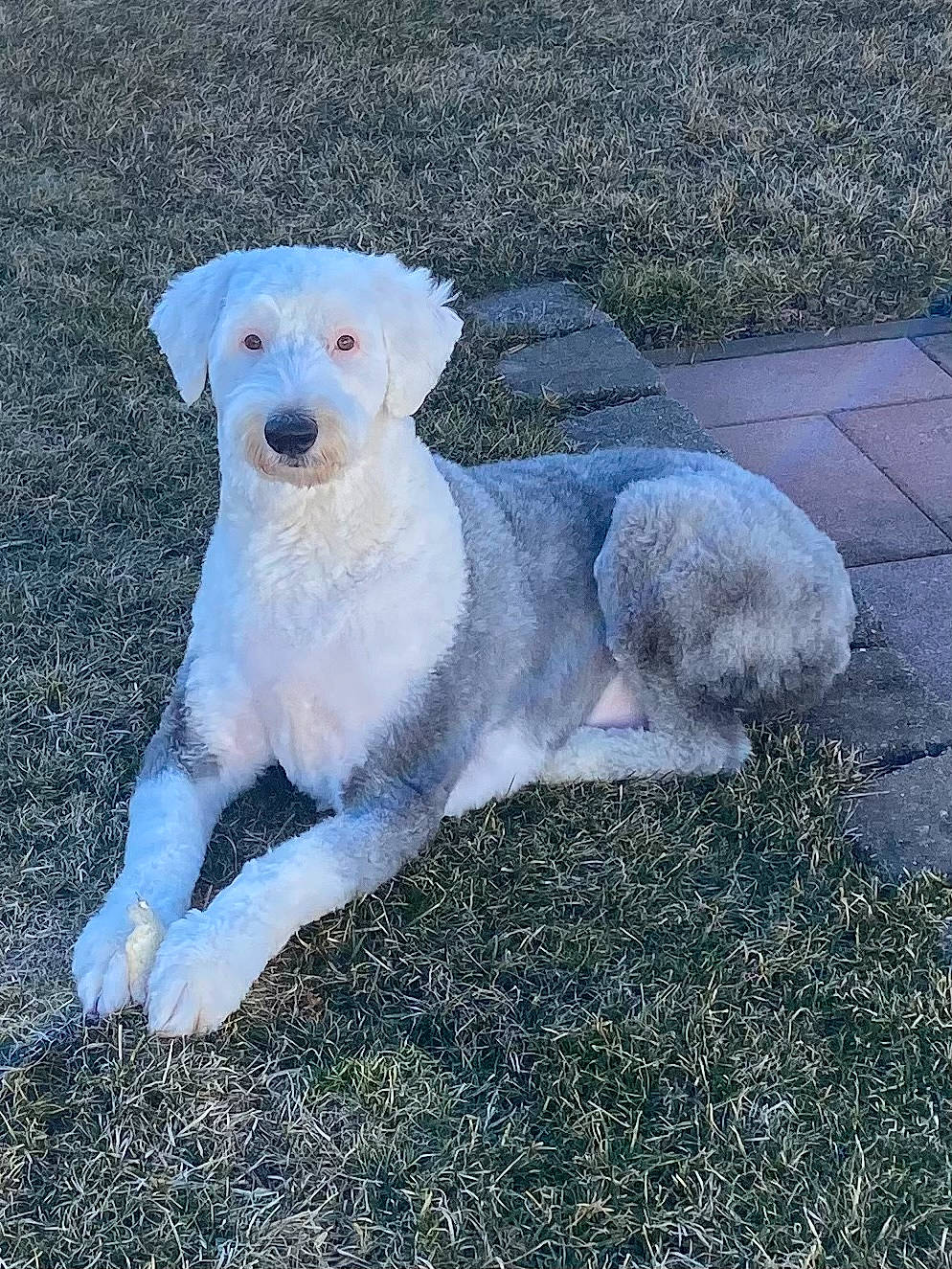 Tebow joined the competition — help win amazing prizes! canidae, carnivore, companion_dog, dog, dog_breed, fawn, grass, non_sporting_group, puppy, sheep, tail, terrestrial_animal, terrier, toy_dog, working_animal