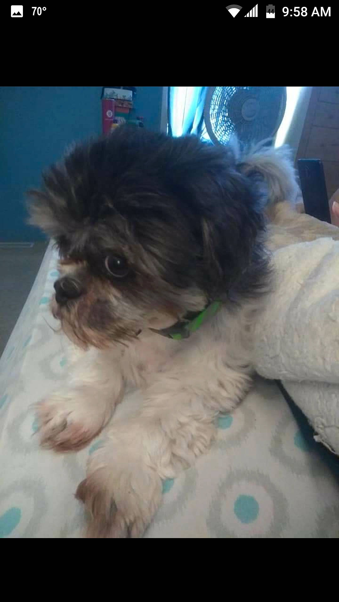 Ginger is registered to the contest to win money with this photo: