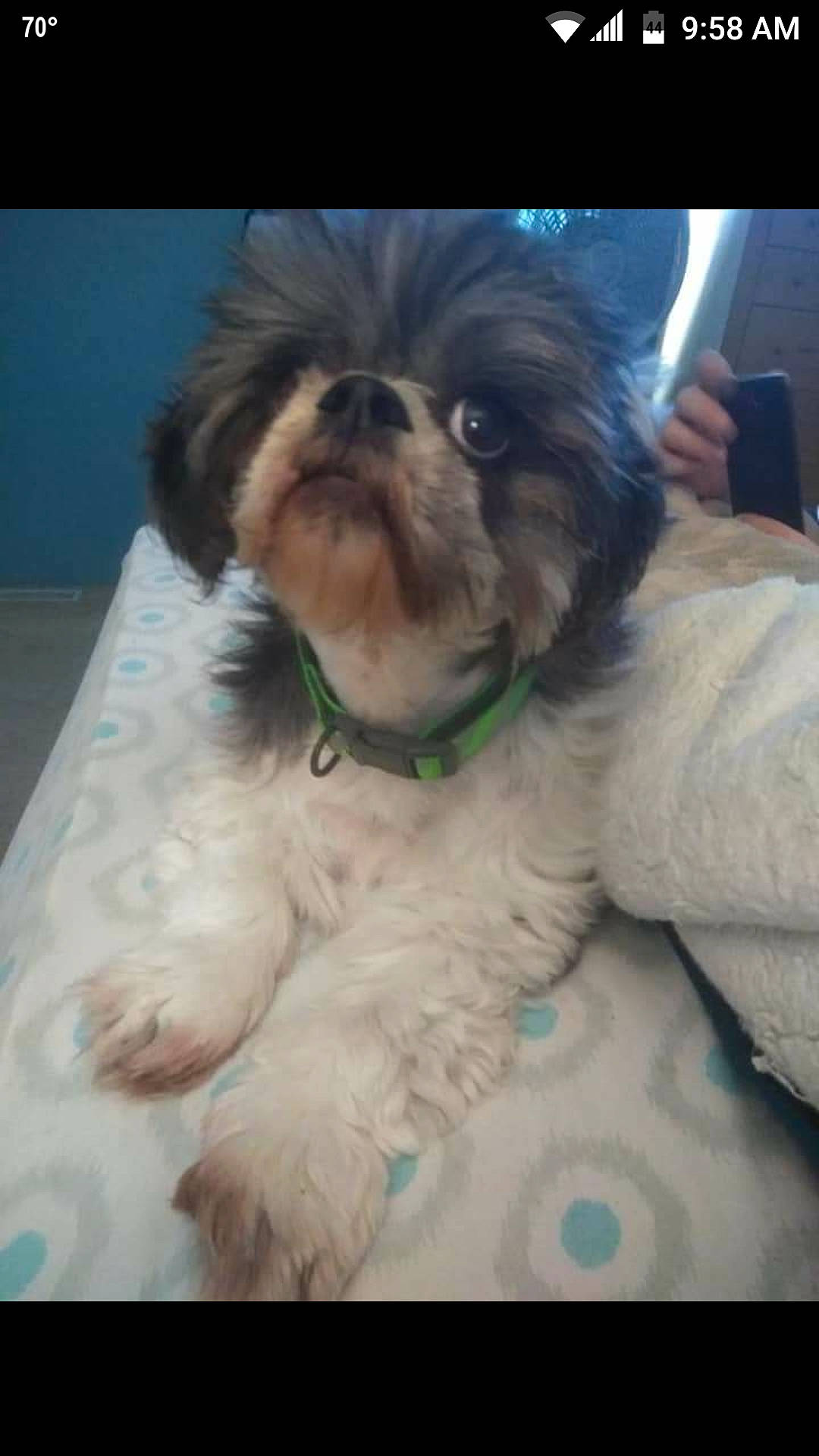 Ginger is registered to the contest to win money with this photo: