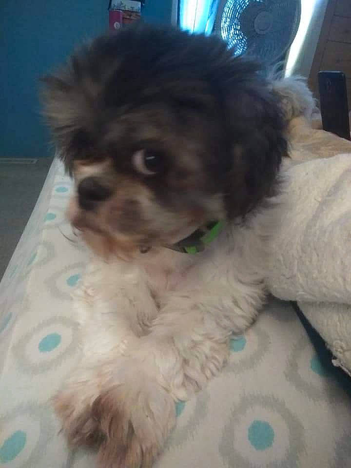 Ginger is registered to the contest to win money with this photo: