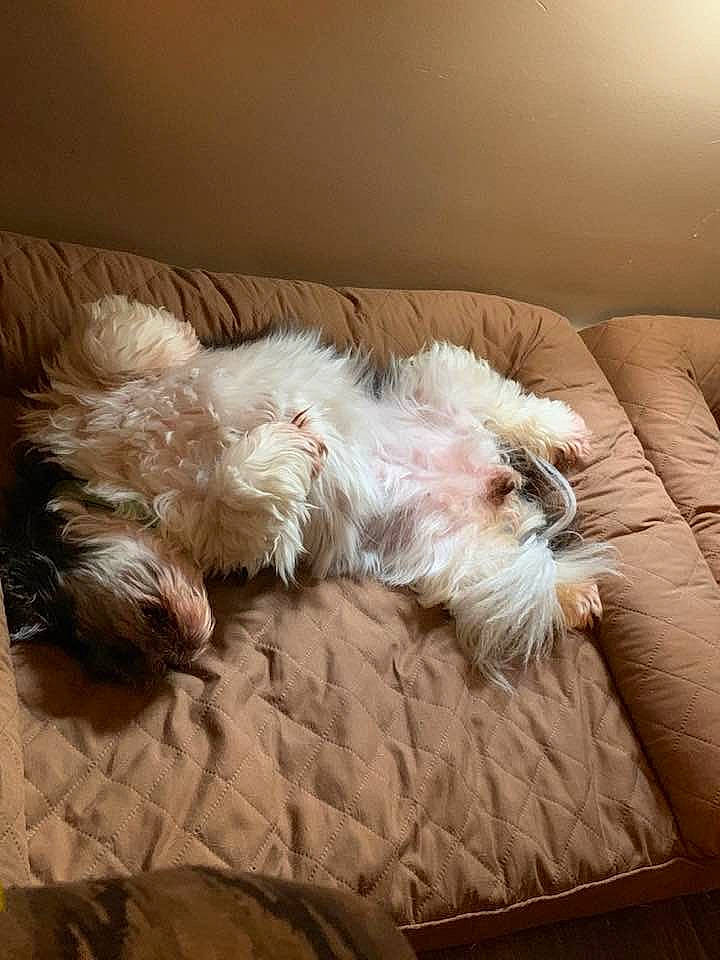 Ginger joined the competition — help win amazing prizes!