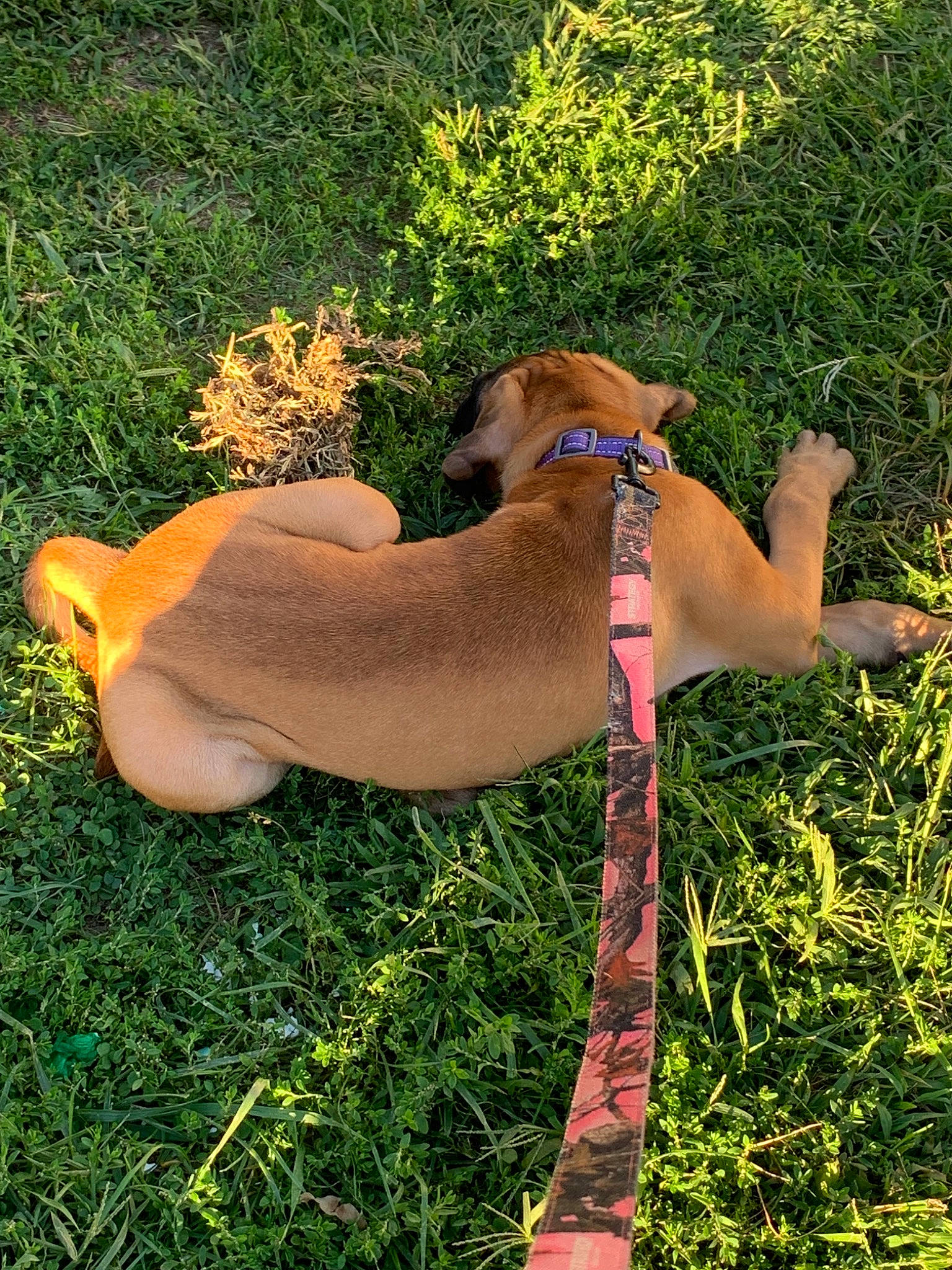 Ruby is registered to the contest to win money with this photo: canidae, carnivore, dog, dog_breed, fawn, grass, plant, rhodesian_ridgeback, sporting_group