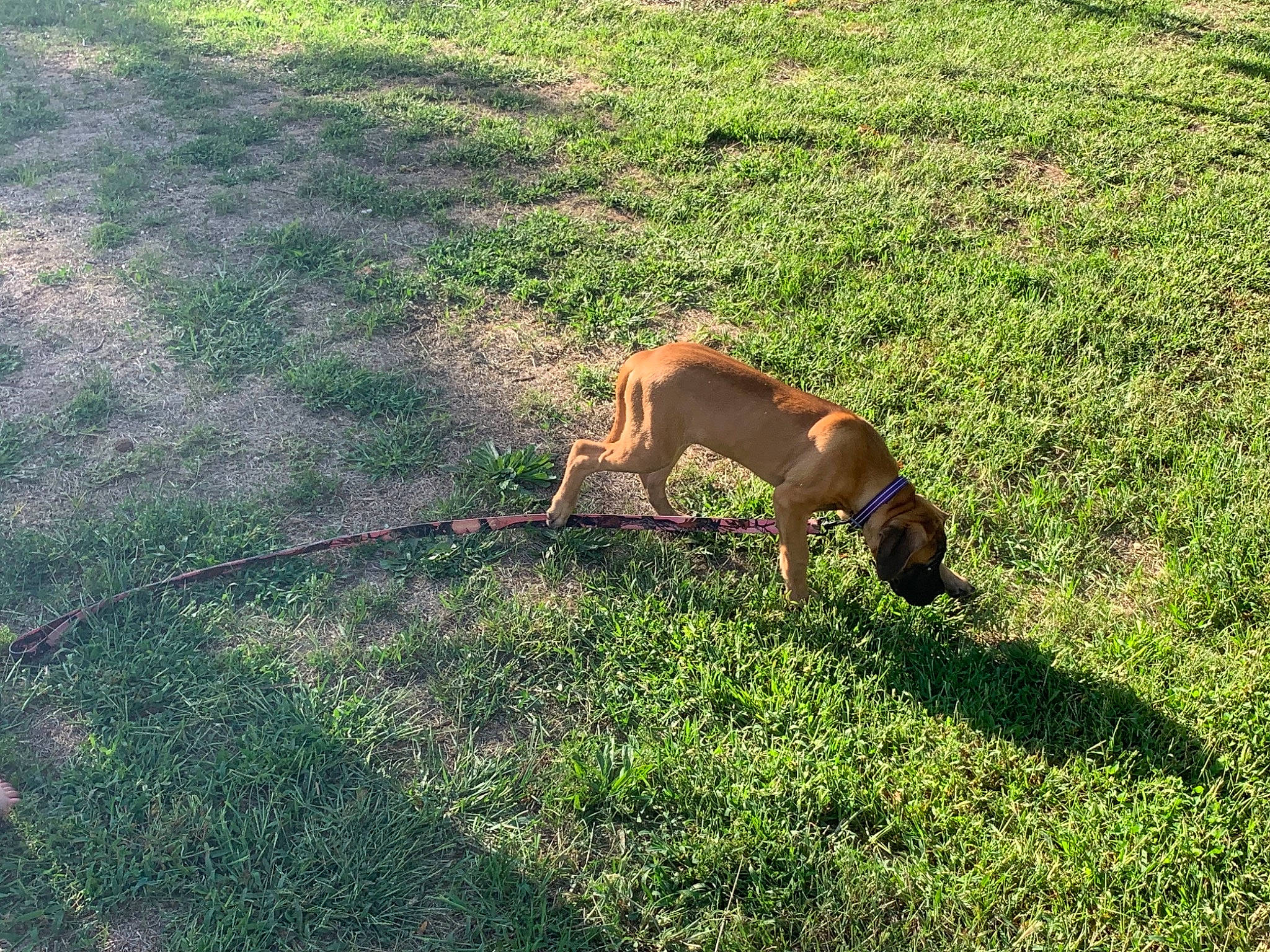 Ruby joined the competition — help win amazing prizes! boerboel, boxer, canidae, carnivore, dog, dog_breed, fawn, grass, grass_family, lawn, pasture, plant, rhodesian_ridgeback, sporting_group, tosa, vizsla, working_dog