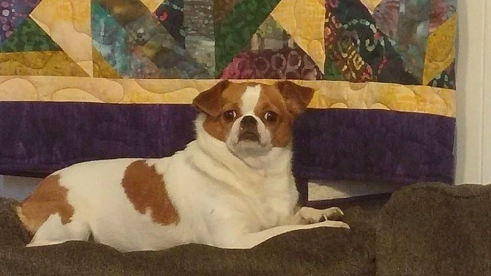 Maxwell joined the competition — help win amazing prizes! ancient_dog_breeds, bulldog, canidae, carnivore, companion_dog, dog, dog_breed, fawn, mammal, non_sporting_group, puppy, rare_breed_dog, snout, sporting_group, toy_dog, vertebrate