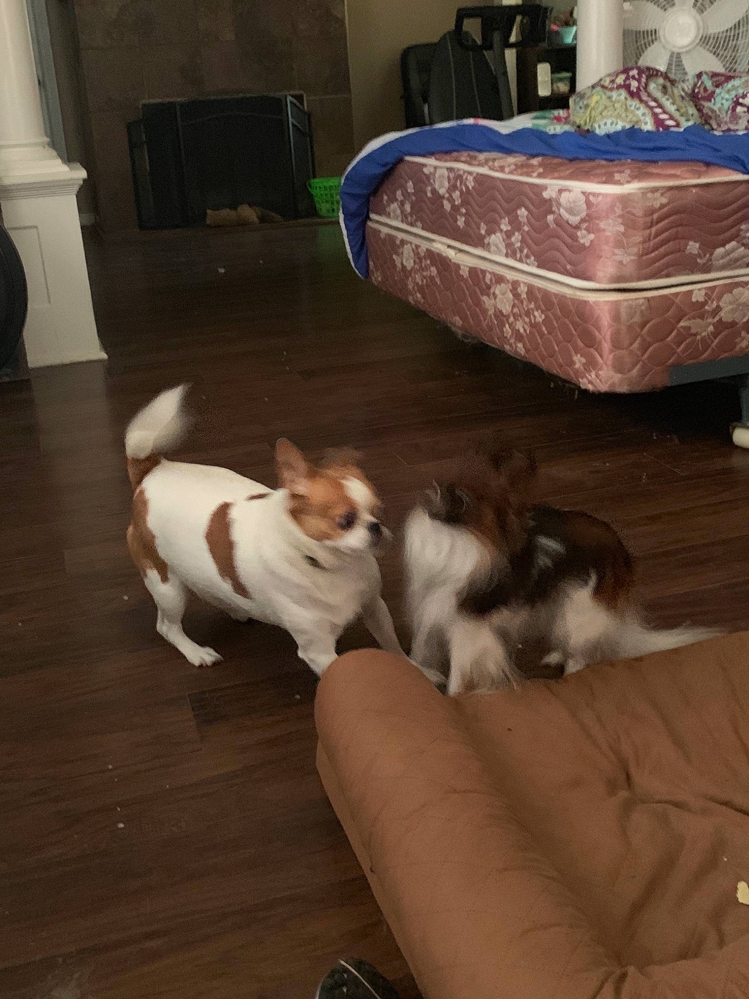 Maxwell is registered to the contest to win money with this photo: canidae, carnivore, companion_dog, dog, dog_breed, fawn, jack_russell_terrier, mammal, pembroke_welsh_corgi, puppy, toy_dog, welsh_corgi