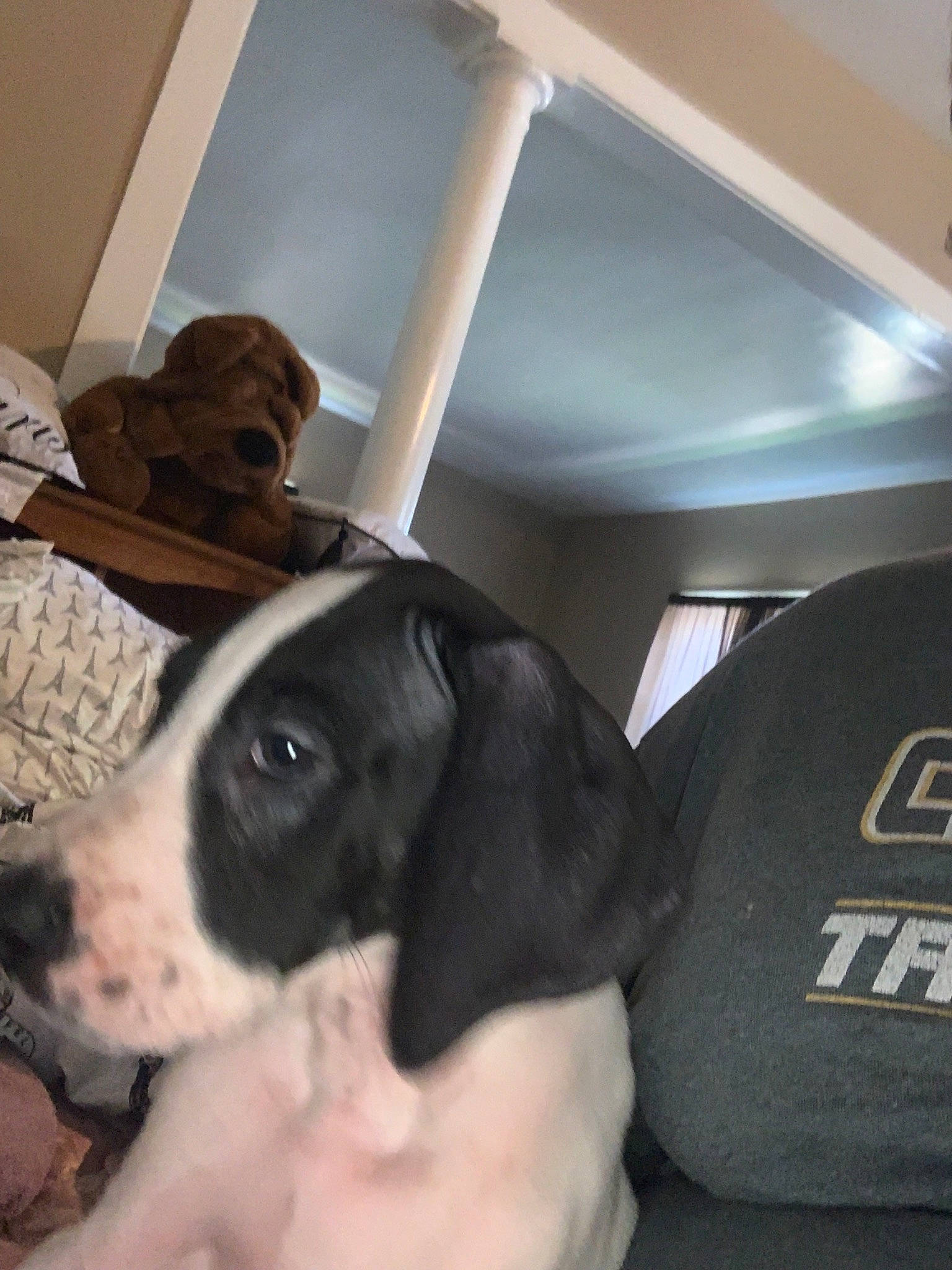 Odie joined the competition — help win amazing prizes! braque_dauvergne, canidae, carnivore, dog, dog_breed, ear, fawn, german_shorthaired_pointer, great_dane, guard_dog, mammal, non_sporting_group, old_danish_pointer, pit_bull, pointer, pointing_breed, puppy, snout, sporting_group