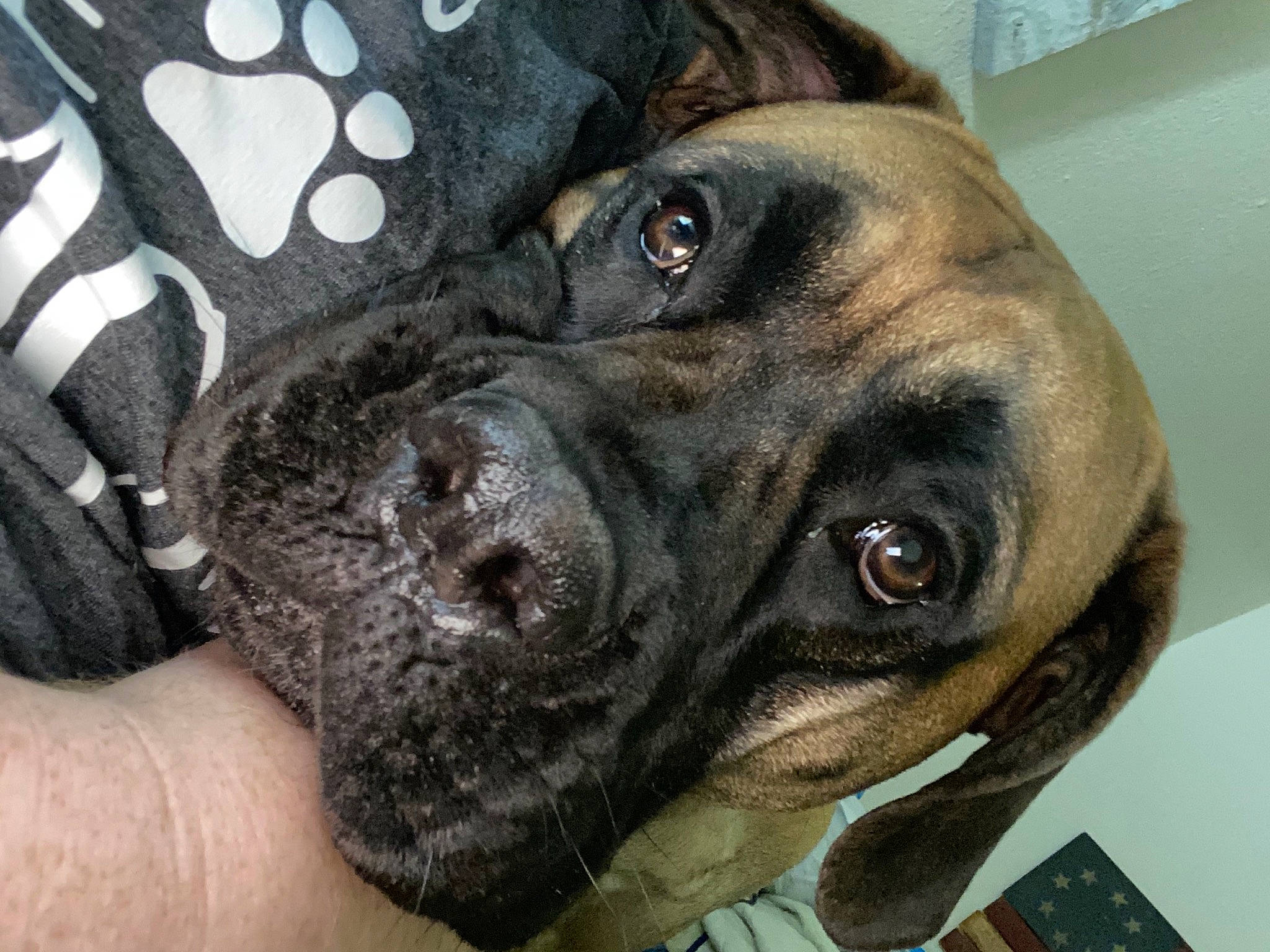 Rubie is registered to the contest to win money with this photo: canidae, carnivore, close_up, collar, companion_dog, dog, dog_breed, fawn, fur, guard_dog, iris, liver, molosser, photography, skin, snout, sporting_group, whiskers, working_animal, working_dog