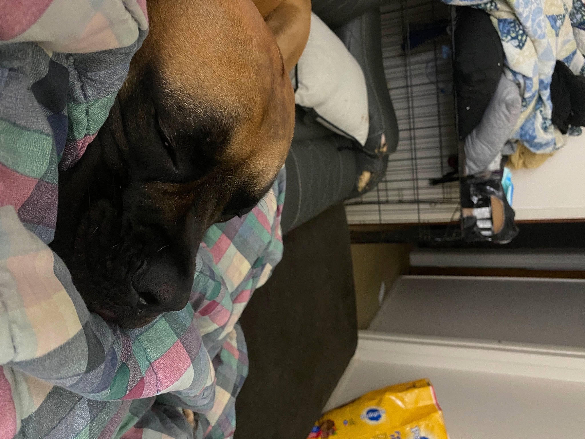 Rubie is registered to the contest to win money with this photo: canidae, comfort, companion_dog, dog, dog_breed, glove, safety_glove, sporting_group, toy, working_animal, working_dog