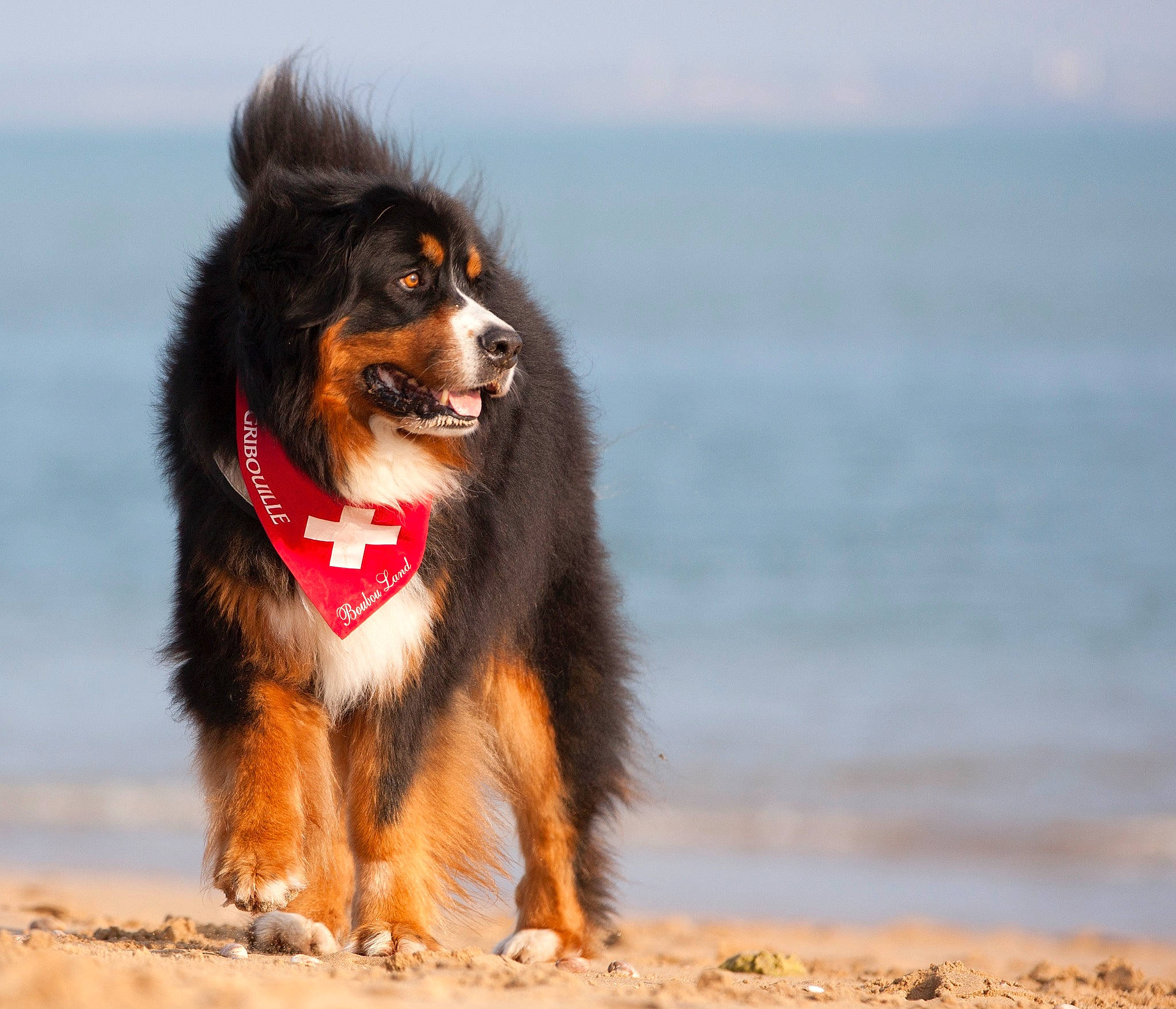 Gribouille a rejoint le concours — aidez-le/la à gagner de superbes lots ! beach, bernese_mountain_dog, canidae, carnivore, collar, companion_dog, dog, dog_breed, giant_dog_breed, guard_dog, happy, herding_dog, smile, sporting_group, water, working_dog