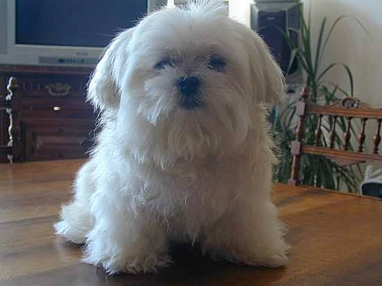 Mirabelle a rejoint le concours — aidez-le/la à gagner de superbes lots ! canidae, carnivore, companion_dog, computer_keyboard, dog, dog_breed, flooring, flowerpot, fur, hardwood, home_appliance, houseplant, mal_shi, plant, shih_tzu, snout, sporting_group, television, toy_dog, working_animal