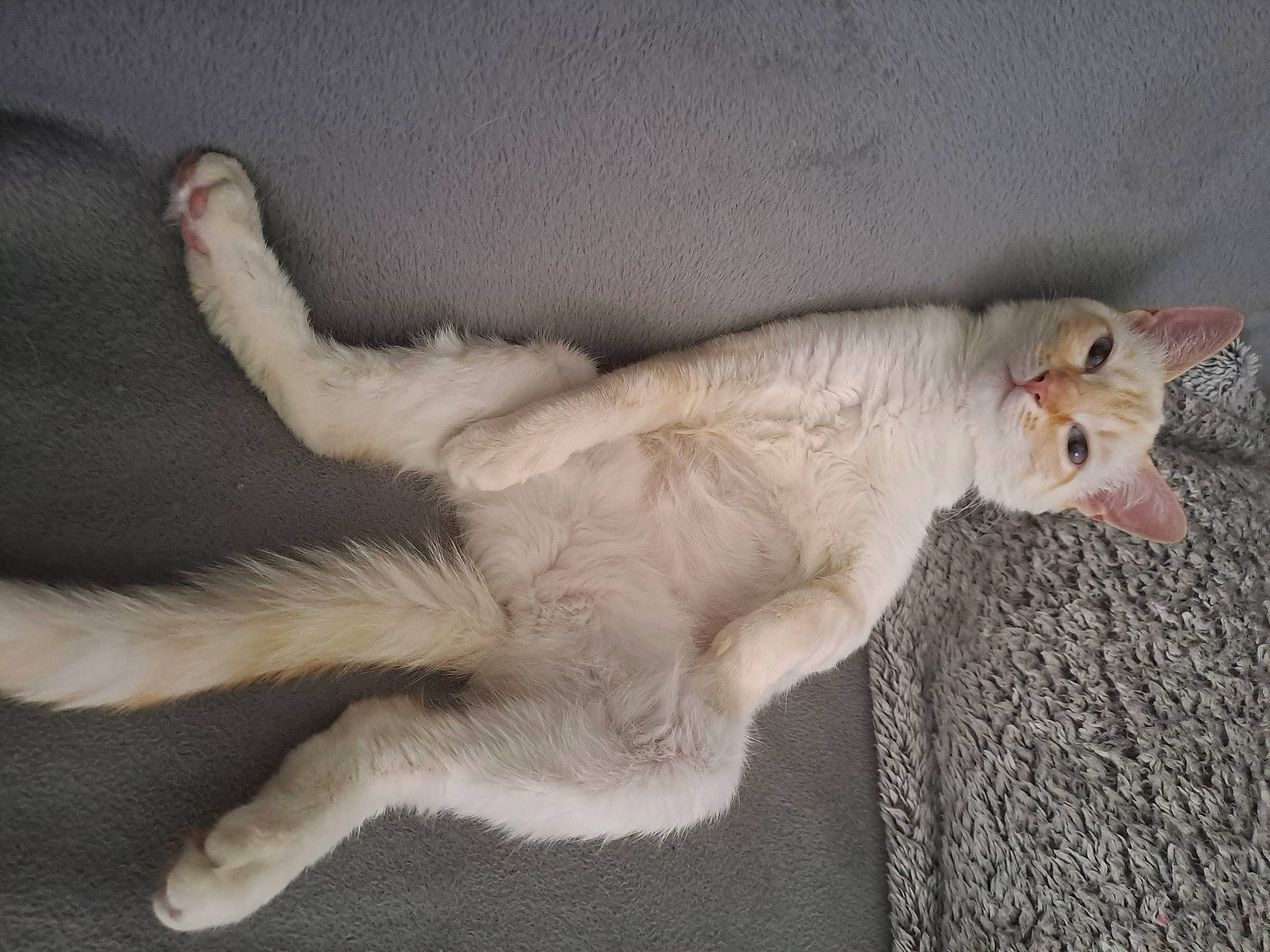 Chanel participe au concours pour gagner de l'argent avec cette photo : carnivore, cat, claw, comfort, domestic_short_haired_cat, fawn, felidae, foot, fur, paw, small_to_medium_sized_cats, snout, tail, terrestrial_animal, whiskers