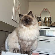 Mr. Binx is registered to the contest to win money with this photo: cat, fluffy, indoor, furniture, pillow, mirror, decor, shelf, plant, bedroom, white, brown, cozy, pet, animal, curious, fur, soft, domestic, cute