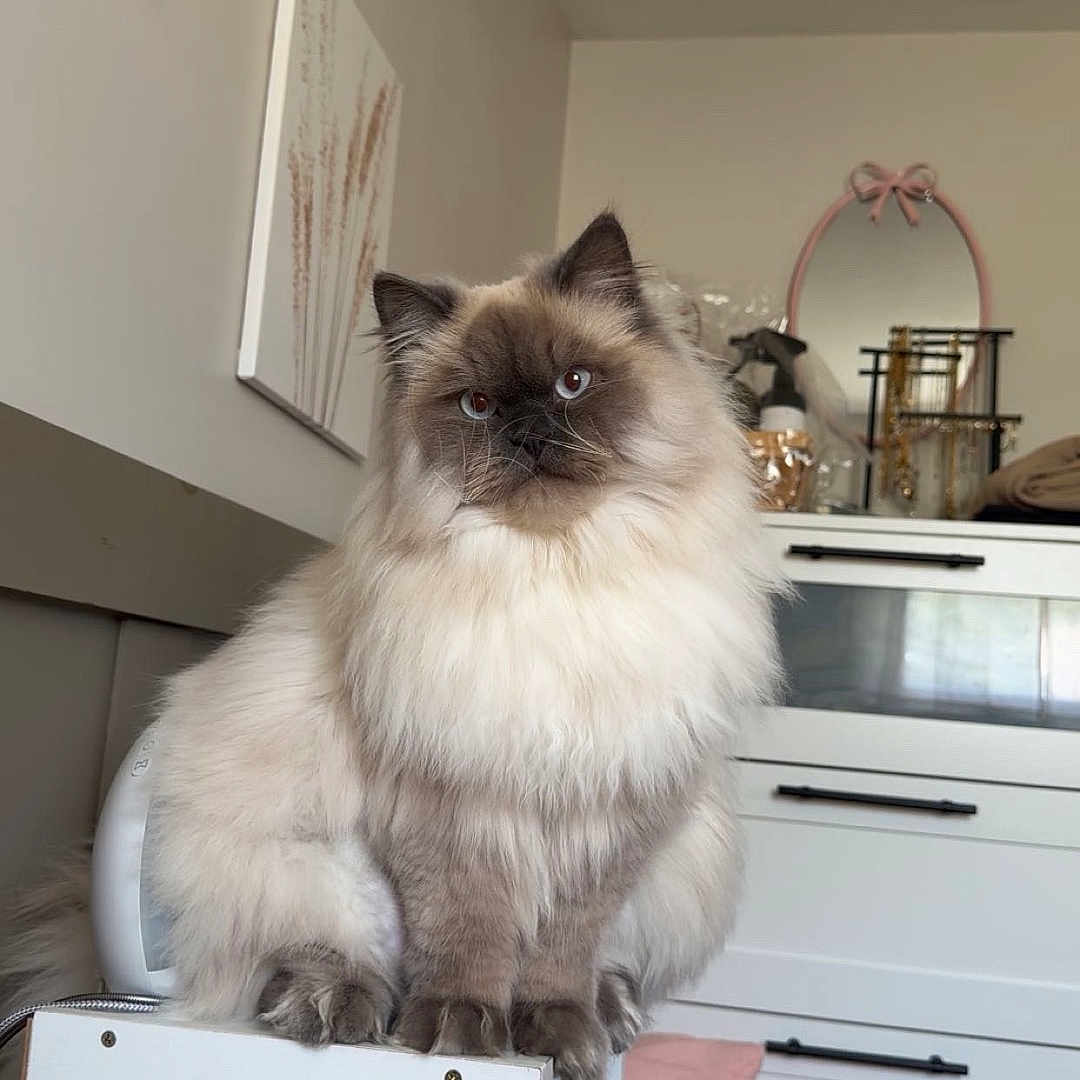 Mr. Binx is registered to the contest to win money with this photo: cat, fluffy, indoor, furniture, pillow, mirror, decor, shelf, plant, bedroom, white, brown, cozy, pet, animal, curious, fur, soft, domestic, cute
