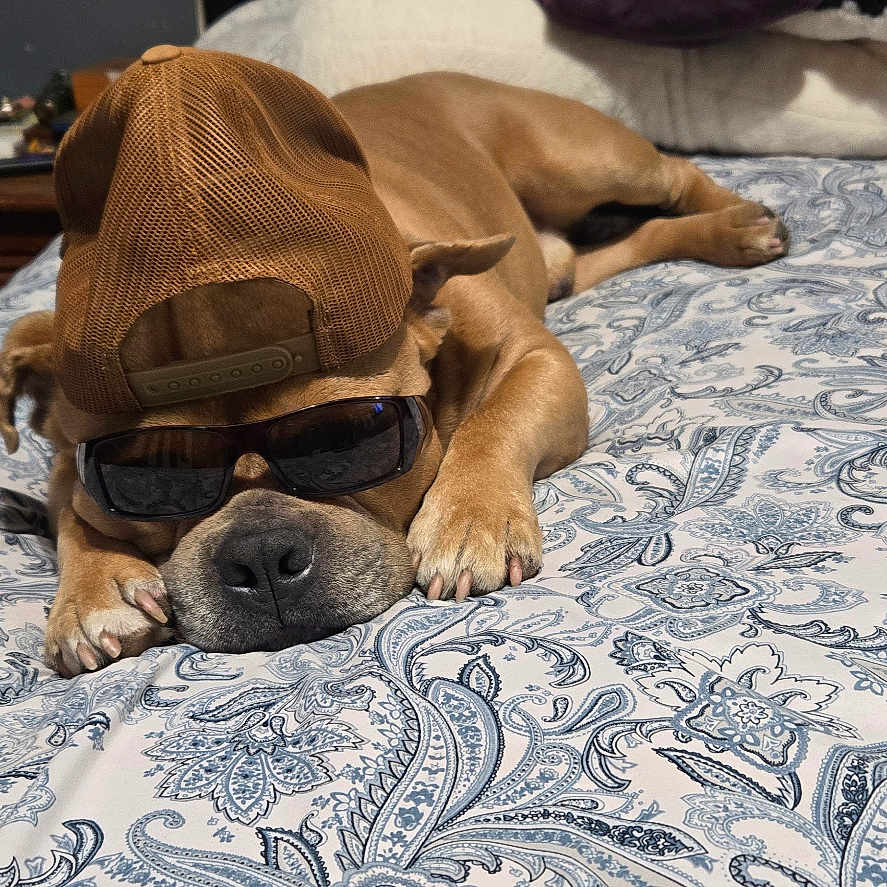 Chamuco joined the competition — help win amazing prizes! accessories, bed, bedroom, blanket, brown_fur, bulldog, cap, costume, dog, funny, furniture, hat, indoors, lying_down, paisley, pet, pillow, portrait, sleeping, sunglasses