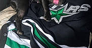 Nutella is registered to the contest to win money with this photo: animal, bedding, bedroom, black_dog, clothing, dog, french_bulldog, green_and_black, indoors, licking, pet, pillows, pointed_ears, portrait, shiny_coat, short_hair, sitting, small_dog, sports_jersey, tongue