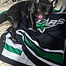 animal, bedding, bedroom, black_dog, clothing, dog, french_bulldog, green_and_black, indoors, licking, pet, pillows, pointed_ears, portrait, shiny_coat, short_hair, sitting, small_dog, sports_jersey, tongue
