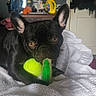 Nutella joined the competition — help win amazing prizes! alert, bed, bedroom, black_dog, blanket, brown_eyes, canine, chew_toy, dog, french_bulldog, green_toy, household, indoors, pet, playful, portrait, short_snout, sitting, tennis_ball, upright_ears