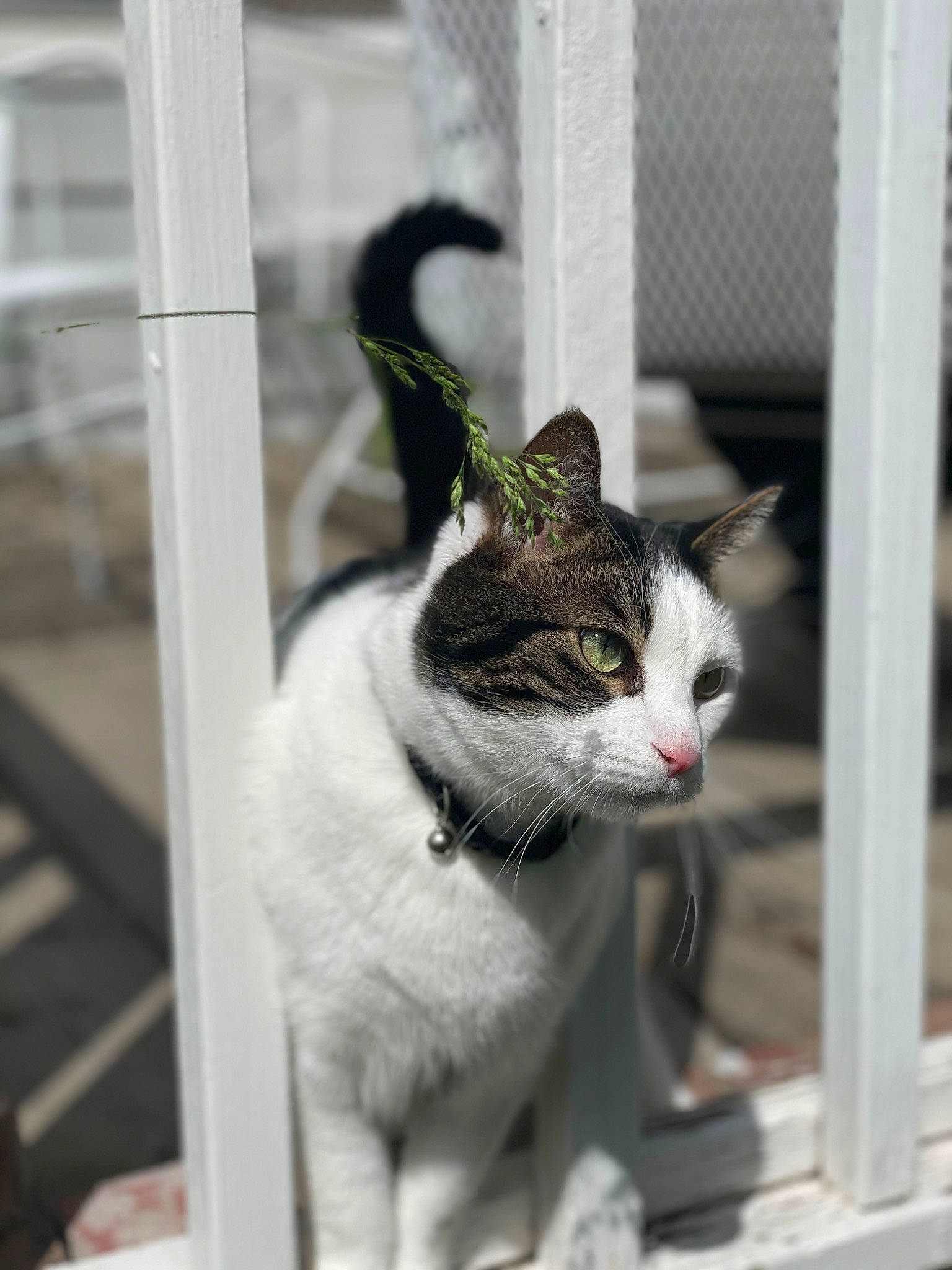 Alex joined the competition — help win amazing prizes! carnivore, cat, collar, domestic_short_haired_cat, felidae, fur, grey, monochrome, monochrome_photography, plant, sitting, small_to_medium_sized_cats, snout, street, tail, tree, whiskers, window