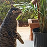 Sookie is registered to the contest to win money with this photo: cat, tabby_cat, plant, potted_plant, porch, outdoor, greenery, leaves, curious, pet, animal, feline, nature, side_view, domestic_animal, sniffing, wooden_railing, concrete_floor, daylight, closeup