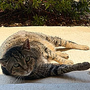 Sookie joined the competition — help win amazing prizes! cat, tabby, animal, pet, sunlight, outdoor, concrete, relaxed, feline, whiskers, greenery, nature, laying_down, daylight, closeup, mammal, fur, ear, paw, eyes