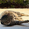 cat, tabby, animal, pet, sunlight, outdoor, concrete, relaxed, feline, whiskers, greenery, nature, laying_down, daylight, closeup, mammal, fur, ear, paw, eyes