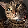 Sookie joined the competition — help win amazing prizes! cat, tabby_cat, close_up, pet, collar, bell, tag, whiskers, green_eyes, fur, animal, domestic_cat, face, portrait, looking, indoor, cute, feline, mammal, tabby_pattern