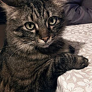 Yoda a rejoint le concours — aidez-le/la à gagner de superbes lots ! cat, tabby, close_up, paw, tablecloth, indoor, animal, pet, feline, whiskers, fur, ears, eyes, resting, domestic, mammal, striped, cute, cozy, portrait