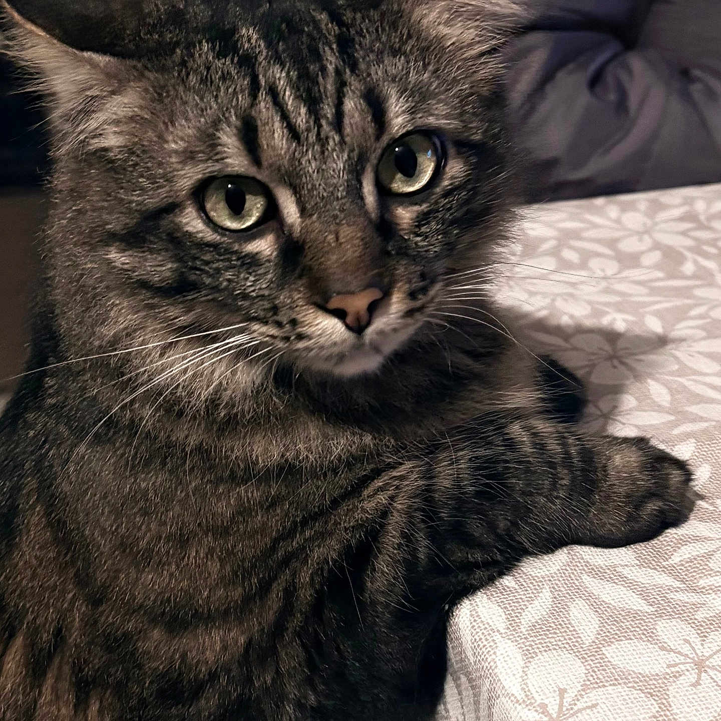 Yoda a rejoint le concours — aidez-le/la à gagner de superbes lots ! animal, cat, close_up, cozy, cute, domestic, ears, eyes, feline, fur, indoor, mammal, paw, pet, portrait, resting, striped, tabby, tablecloth, whiskers