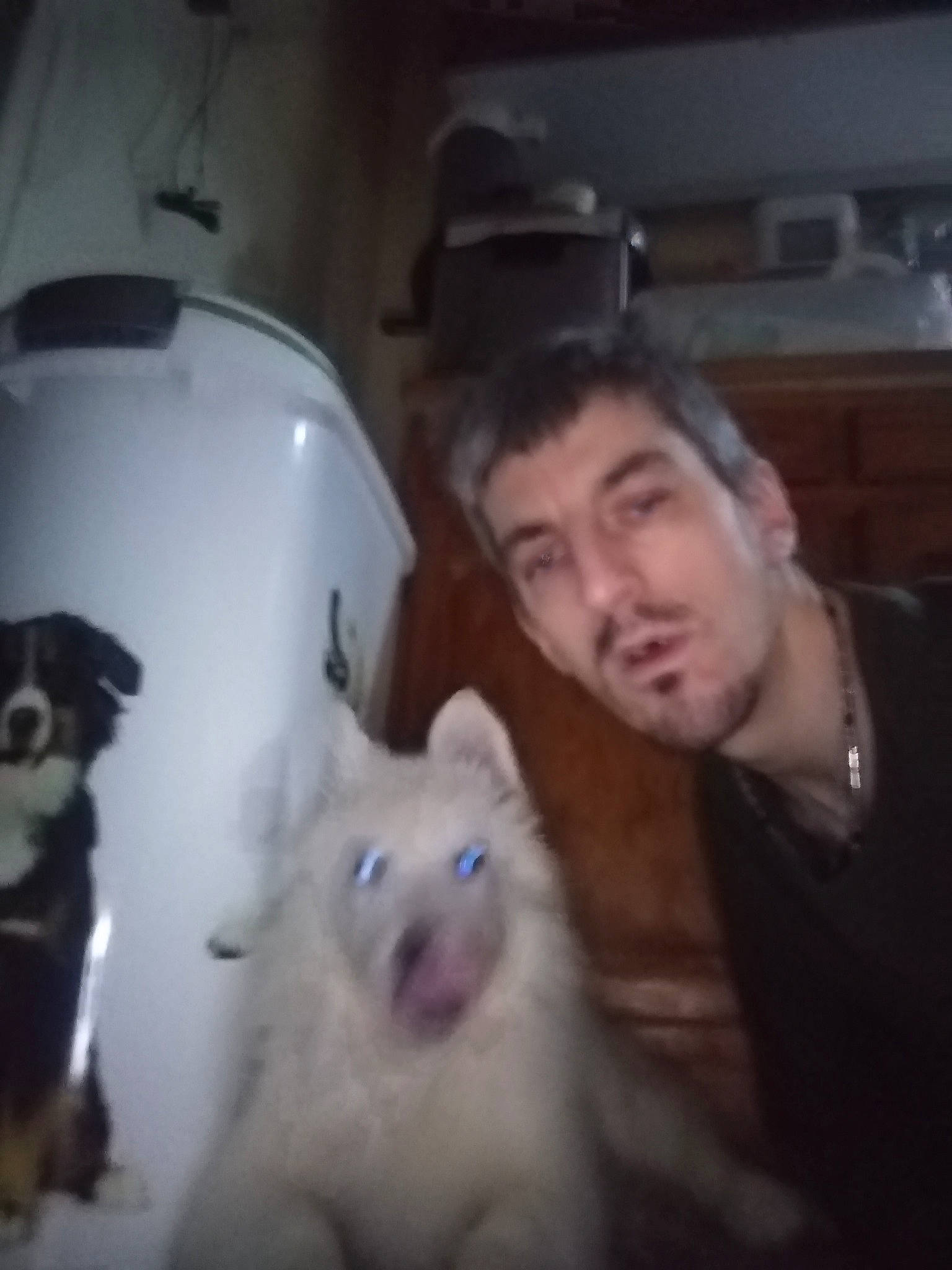 Phalco participe au concours pour gagner de l'argent avec cette photo : american_eskimo_dog, canidae, carnivore, companion_dog, dog, dog_breed, fur, head, japanese_spitz, mammal, mouth, non_sporting_group, nose, photography, pomeranian, samoyed, selfie, spitz, vertebrate, volpino_italiano