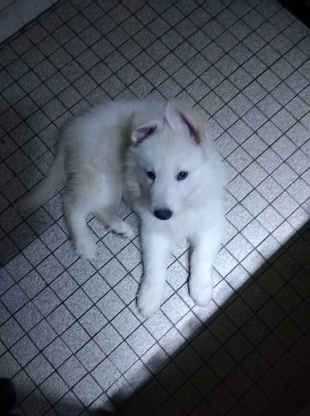 Phalco participe au concours pour gagner de l'argent avec cette photo : american_eskimo_dog, berger_blanc_suisse, canadian_eskimo_dog, canidae, carnivore, dog, dog_breed, indian_spitz, japanese_spitz, kintamani, kishu, mammal, non_sporting_group, puppy, rare_breed_dog, samoyed, siberian_husky, vertebrate, volpino_italiano, white_shepherd