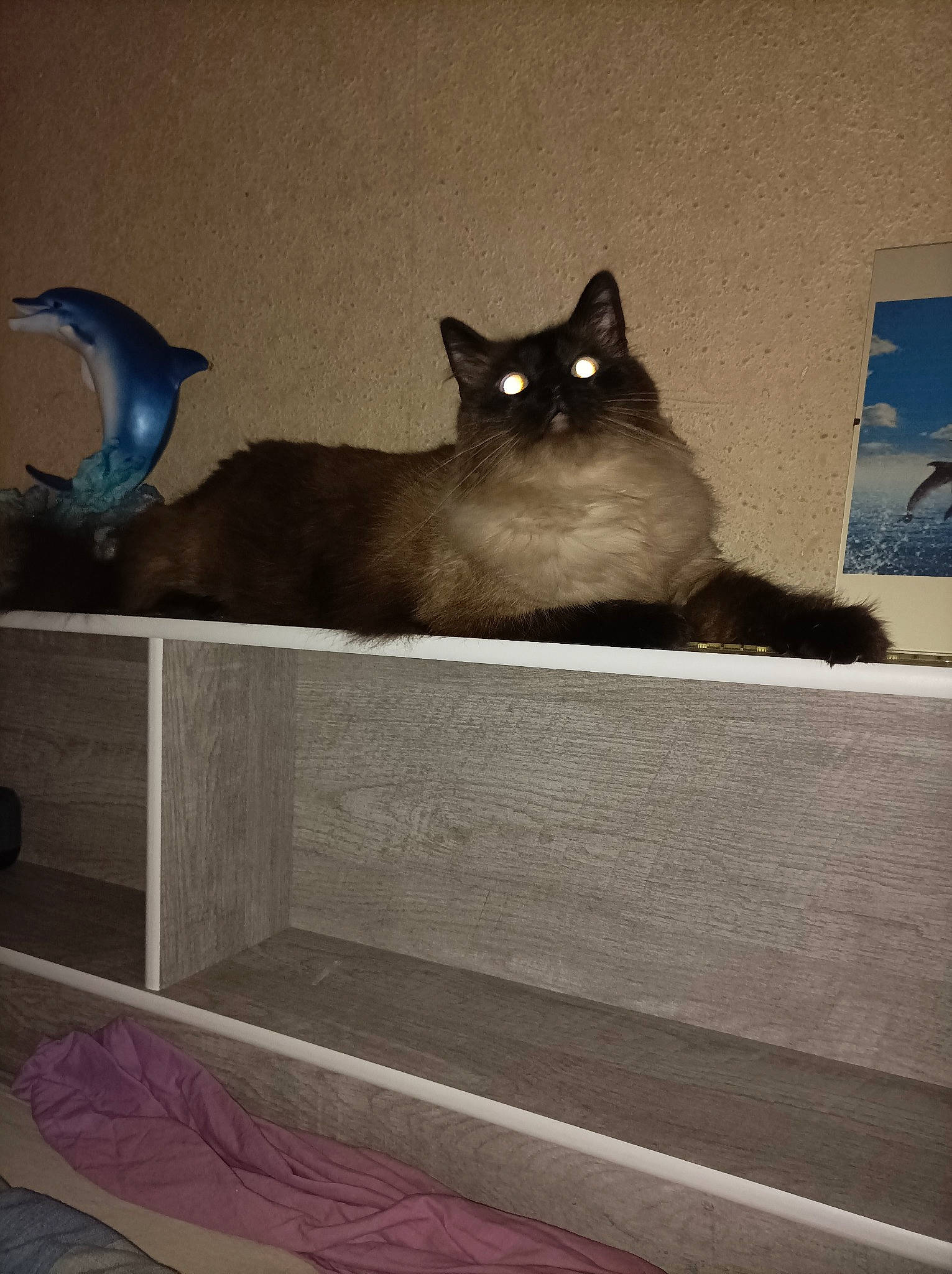 Ross a rejoint le concours — aidez-le/la à gagner de superbes lots ! blue, carnivore, cat, domestic_short_haired_cat, electric_blue, fawn, felidae, flooring, fur, grey, room, siamese, small_to_medium_sized_cats, snout, stairs, tail, tints_and_shades, whiskers, window, wood