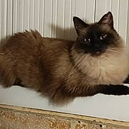 Ross participe au concours pour gagner de l'argent avec cette photo : cat, fluffy_cat, long_hair, seal_point, blue_eyes, pet, animal, feline, sitting, lying_down, windowsill, window, indoor, home, fur, whiskers, ears, tail, portrait, relaxed