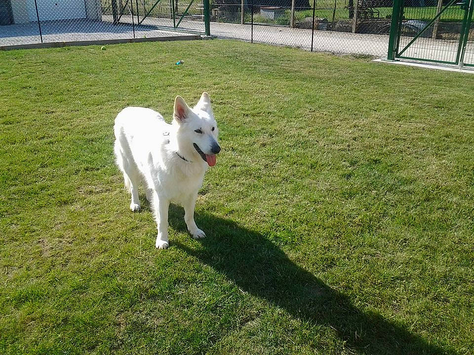 Iron participe au concours pour gagner de l'argent avec cette photo : berger_blanc_suisse, canidae, carnivore, companion_dog, dog, dog_breed, grass, herding_dog, lawn, mammal, non_sporting_group, plant, sporting_group, vertebrate, white_shepherd