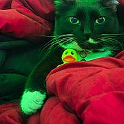 Harley joined the competition — help win amazing prizes! animal, bed, black_cat, cat, close_up, collar, cozy, dramatic_lighting, funny, green_eyes, green_lighting, indoor, pet, portrait, red_blanket, relaxed, rubber_duck, staring, toy, whiskers