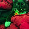 animal, bed, black_cat, cat, close_up, collar, cozy, dramatic_lighting, funny, green_eyes, green_lighting, indoor, pet, portrait, red_blanket, relaxed, rubber_duck, staring, toy, whiskers