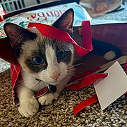 Biscuit is registered to the contest to win money with this photo: cat, blue_eyes, gift_bag, red_handle, carpet, indoor, pet, feline, cute, curious, animal, playful, whiskers, paws, collar, tag, relaxed, closeup, domestic_cat, tabby