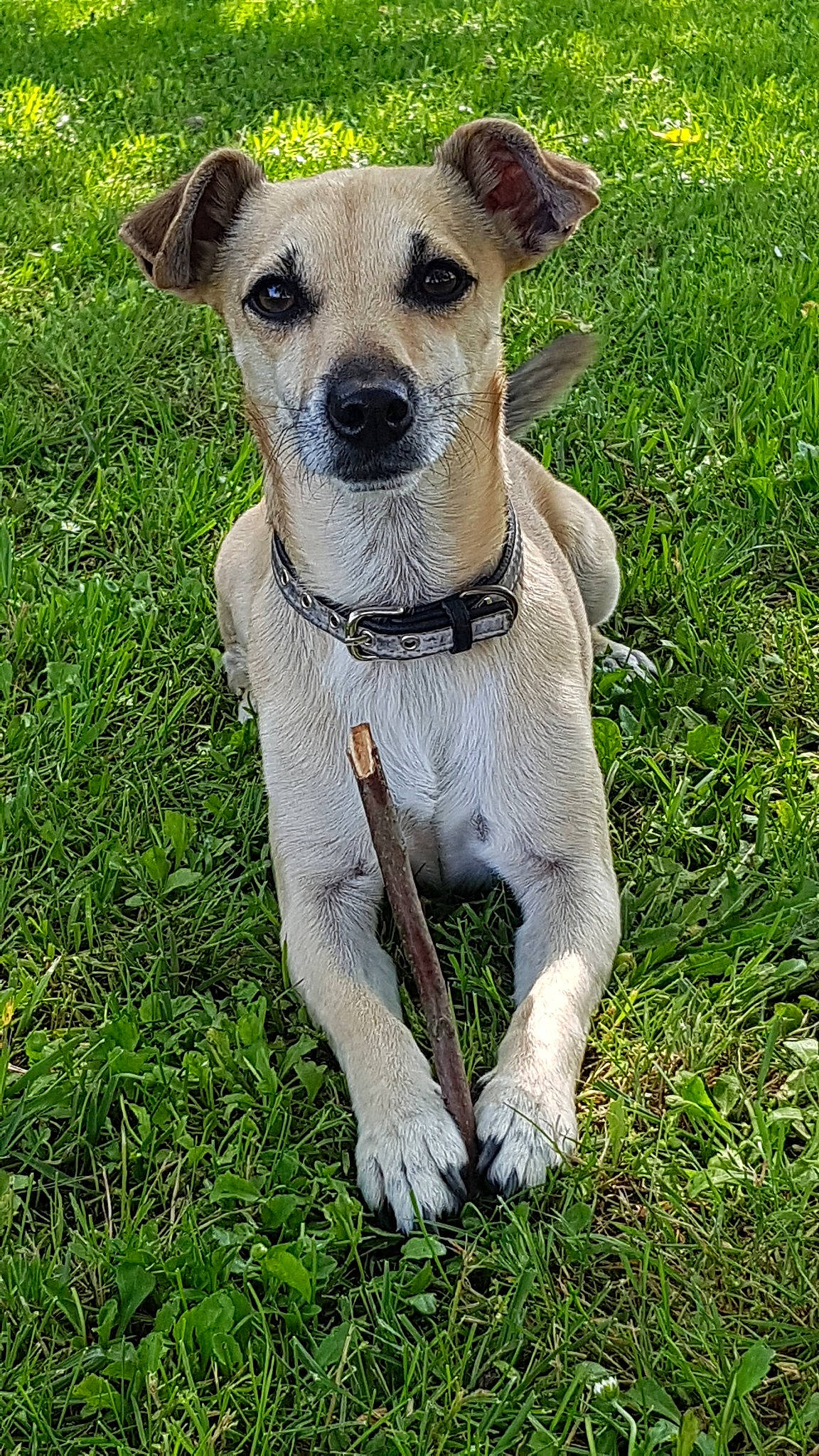 Yoko a rejoint le concours — aidez-le/la à gagner de superbes lots ! canidae, carnivore, companion_dog, danish_swedish_farmdog, dog, dog_breed, fawn, feist, grass, mammal, plant, potcake_dog, rare_breed_dog, russell_terrier, snout, vertebrate, whiskers