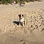 Murphy joined the competition — help win amazing prizes! dog, puppy, beach, sand, wet_fur, sunlight, dunes, grass, blue_sky, person, relaxing, nature, outdoor, summer, footprints, animal, pet, canine, daytime, scenic