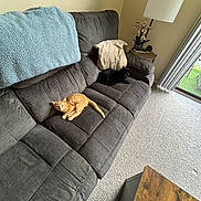 Peanut is registered to the contest to win money with this photo: cat, cats, couch, sofa, blanket, orange_cat, black_cat, living_room, carpet, lamp, side_table, flowers, window, sliding_door, foot, cozy, indoor, pet, resting, furniture